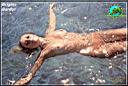 Brigitte_Bardot_28.jpg